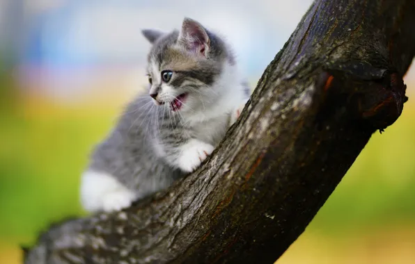 Trees, baby, kitty