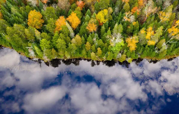 Autumn, forest, reflection