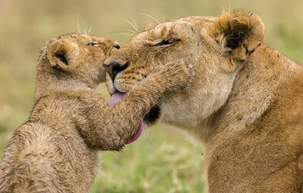 Love, lions, animal, Africa, big cats, liones, India.