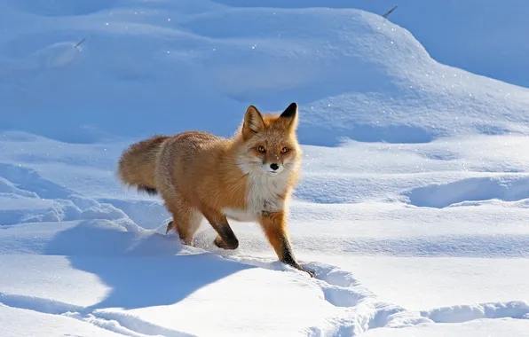 Winter, field, look, light, snow, nature, hills, running