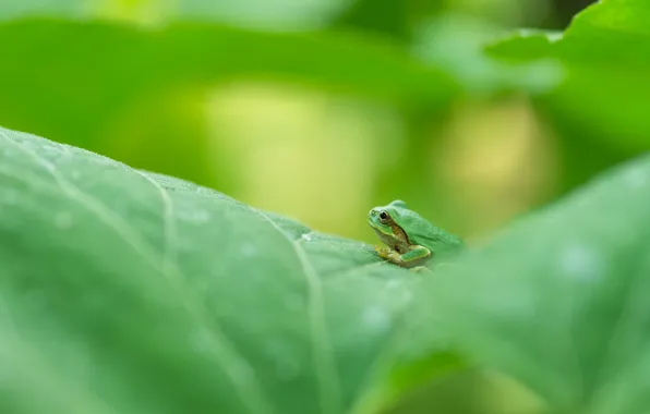 Leaves, frog, green, wood