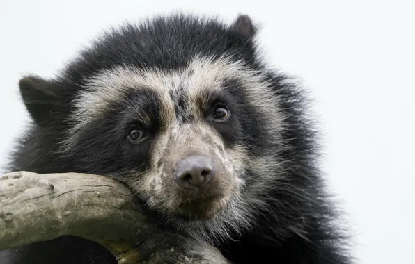 Picture nature, background, bear