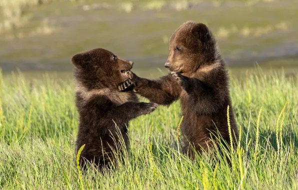 Grass, glade, the game, paws, bears, bear, bears, a couple