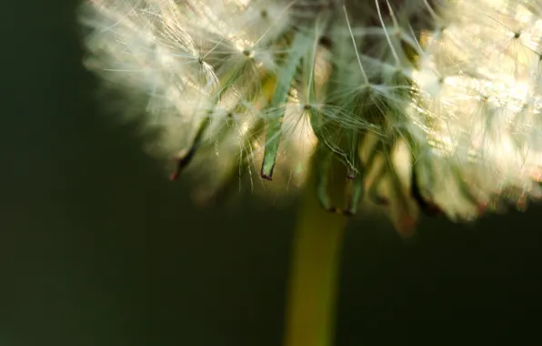 Picture greens, plant, Dandelion, fluff