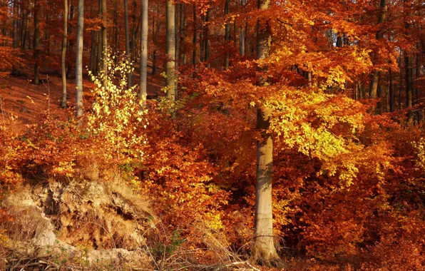 Picture forest, leaves, trees, Autumn, forest, trees, nature, autumn