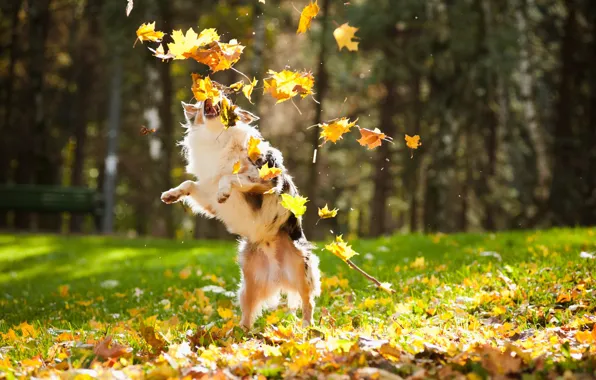 Autumn, leaves, dog, maple, blur, dog