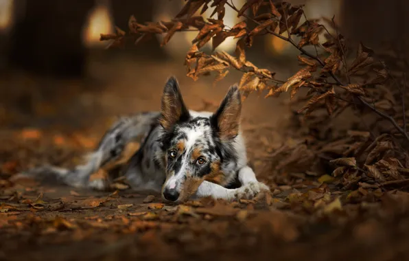 Autumn, forest, look, face, leaves, branches, nature, pose