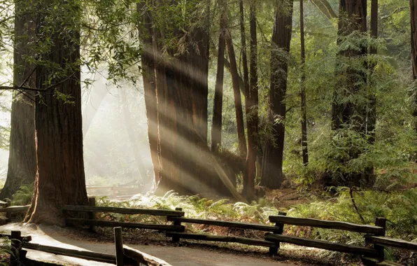 Forest, summer, trees, nature