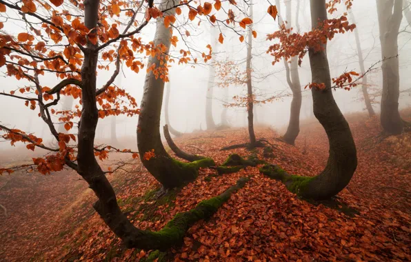 Autumn, forest, trees, nature, haze