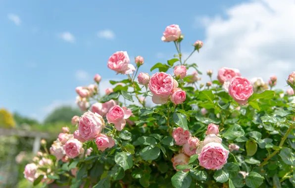 Picture roses, pink, the bushes