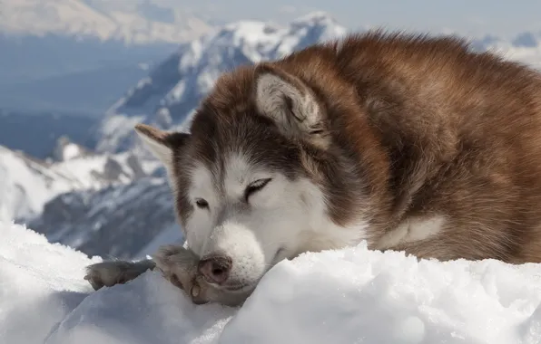 Picture winter, snow, dog, husky