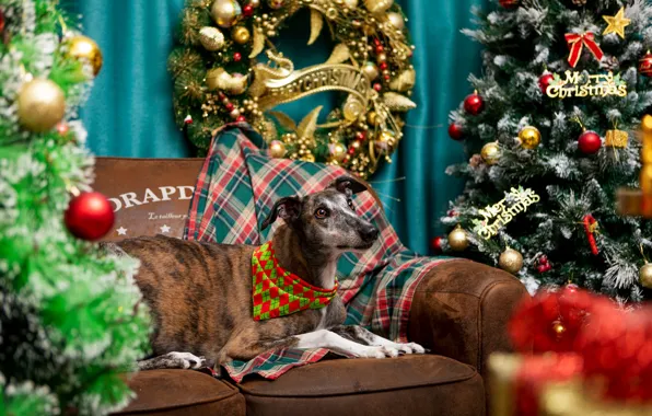 Look, balls, pose, room, sofa, dog, Christmas, gifts