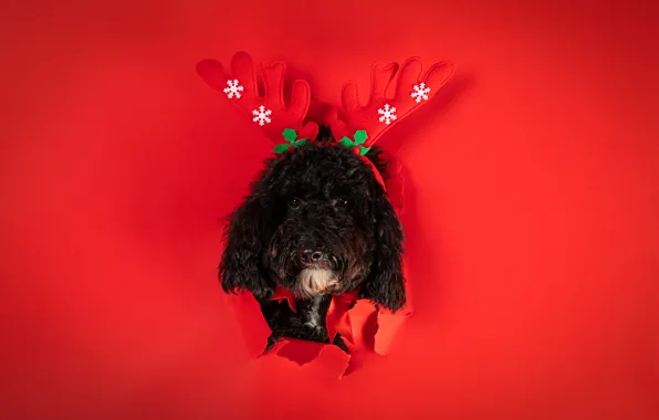 Look, snowflakes, paper, black, dog, hole, deer, Christmas