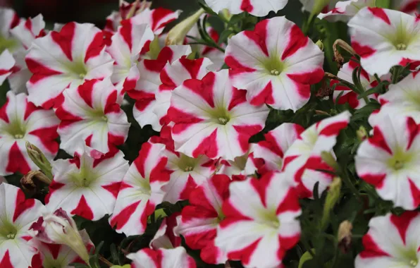Flowers, flowerbed, striped, two-tone, petunias, red-white