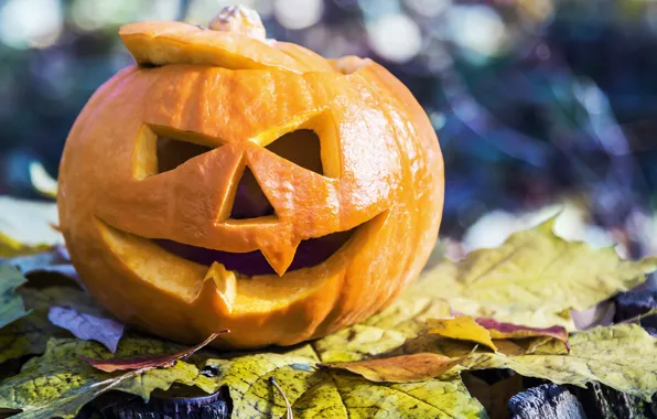 Leaves, pumpkin, Halloween, 31 Oct
