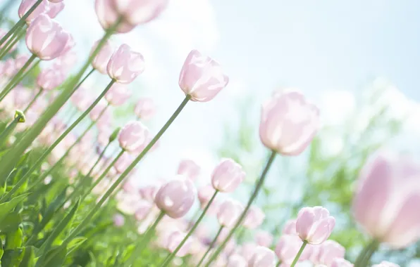 Picture the sky, leaves, the sun, light, flowers, nature, stems, glade