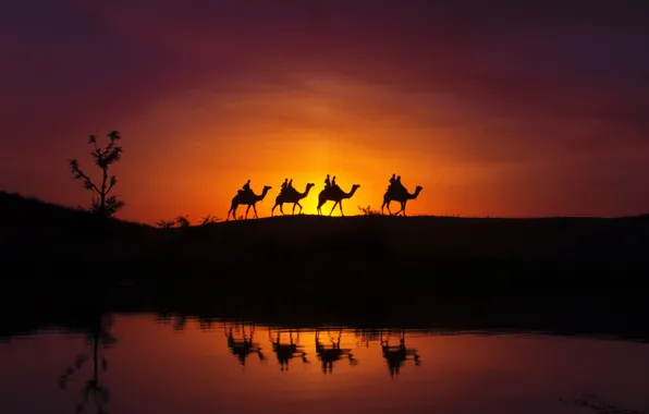 Reflection, silhouettes, camels, caravan