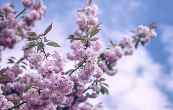 The sky, flowers, spring, flowering, sky, flowers, spring, bloom