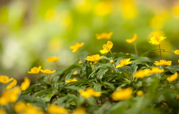 Picture leaves, flowers, yellow, glade, blur, flowers, field, bokeh