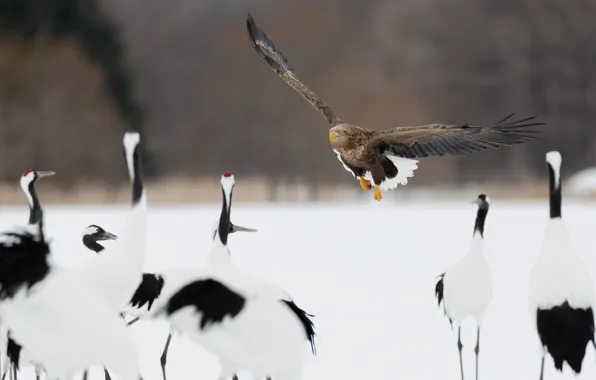 Flight, bird, predator, plaque, Air-raid alarm, air RAID