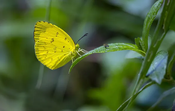 Butterfly, beautiful, green leaf