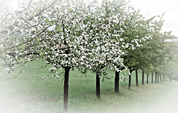 Trees, nature, spring, garden