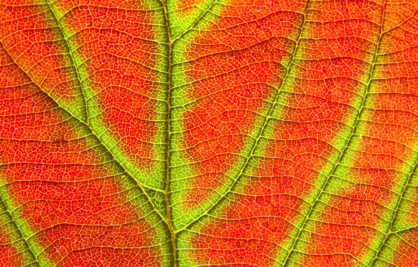 Picture autumn, nature, sheet, texture