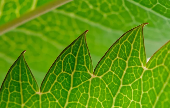 Nature, sheet, plant, color