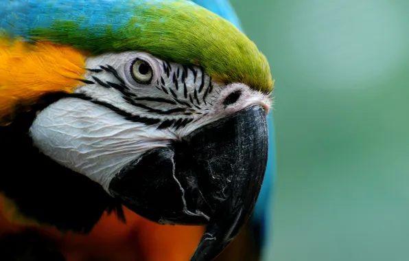 Look, close-up, feathers, beak, parrot, Ara