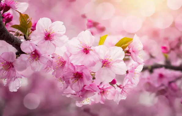 Leaves, light, flowers, cherry, branch, spring, Sakura, pink