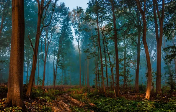 Picture road, forest, nature