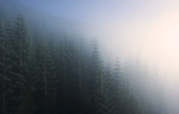 Picture forest, nature, fog, morning