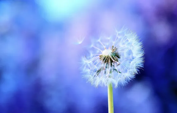 Picture macro, blue, background, dandelion, lilac