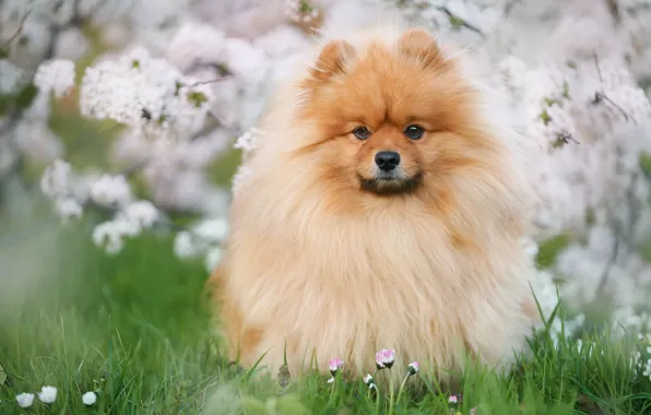 Picture grass, nature, animal, dog, flowering, dog, Spitz, Oksana Syrostan