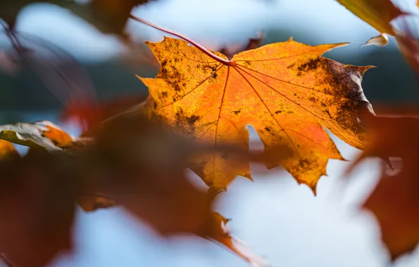 Autumn, leaves, macro, nature, blur, maple leaves, bokeh, autumn leaves