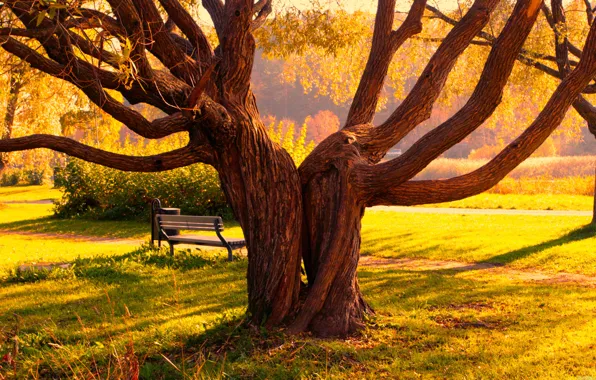 Picture autumn, trees, bench, Park, tree, trail, Landscape, path