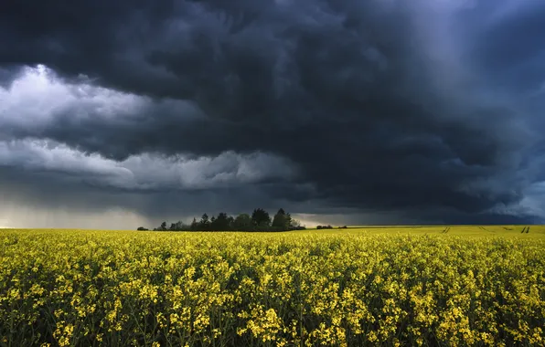 The storm, field, forest, the sky, flowers, clouds, spring, dal