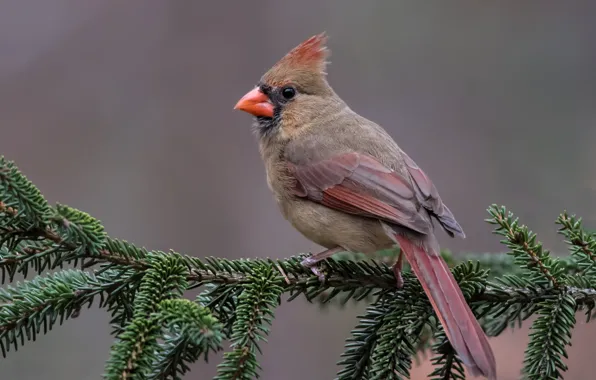 Birds, branch, red cardinal, virgin cardinal