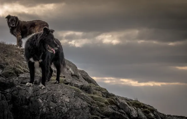 Nature, rocks, dog, dal