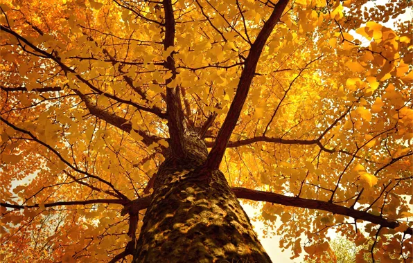 Tree, Autumn, Fall, Tree, Autumn