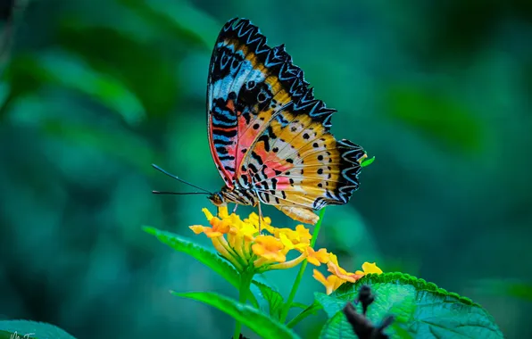 Flower, macro, butterfly, wings, beautiful, closeup