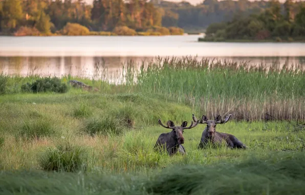 Picture pair, horns, moose, moose