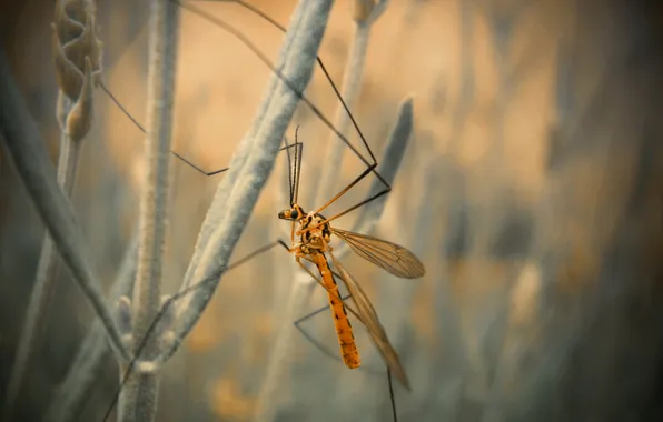 Picture stems, insect, bokeh
