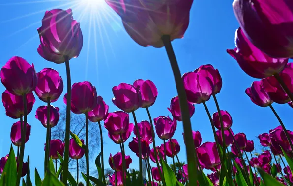 Picture the sky, the sun, rays, flowers, spring, tulips