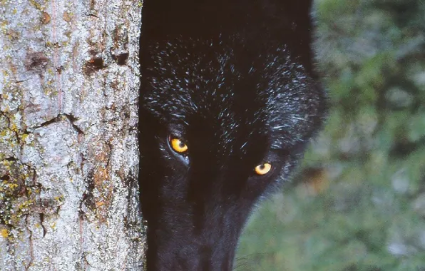 Nature, predator, animal, wolf, wildlife, portrait, portrait., Canis lupus. face