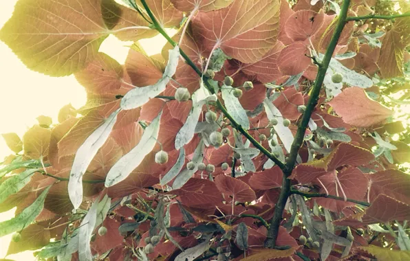 Picture leaves, trees, branches, seeds, Linden