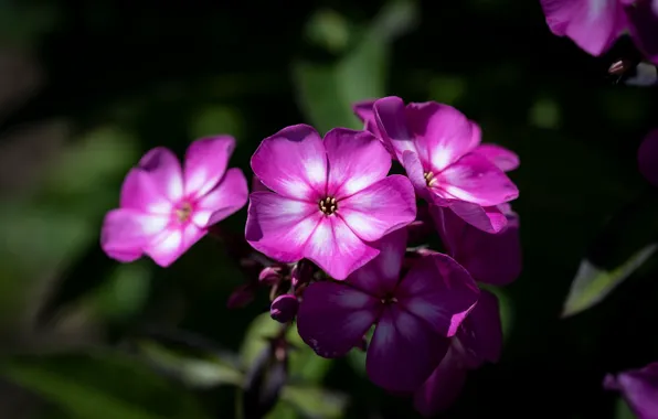 Flowers, close-up, bokeh, Phlox