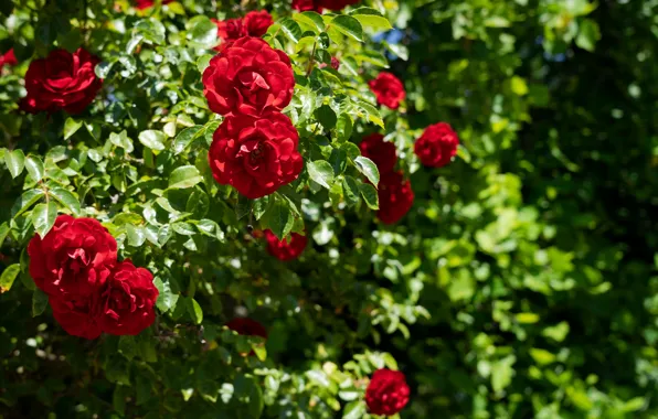Flowers, Plants, Flowers, Red Roses, Plants, Red Roses
