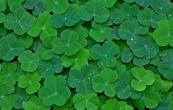 Leaves, carpet, plant, clover