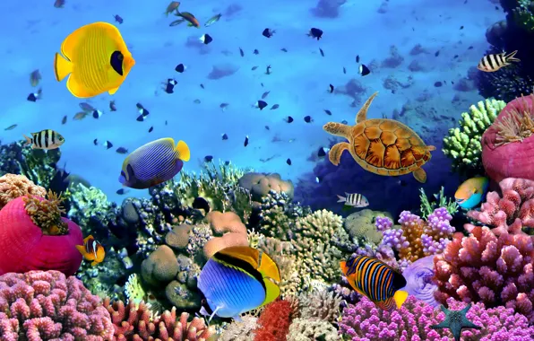Picture fish, colorful, the bottom of the sea